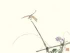 photo14_small.jpg
