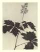 photo70_small.jpg