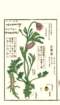 photo33_small.jpg