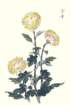 photo20_small.jpg