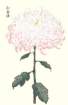 photo46_small.jpg