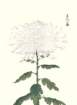 photo56_small.jpg
