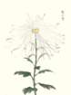 photo73_small.jpg