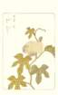 photo37_small.jpg