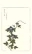 photo95_small.jpg