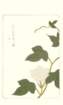 photo97_small.jpg