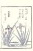 photo79_small.jpg