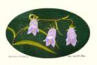 photo220_small.jpg
