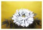 photo15_small.jpg