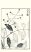 photo175_small.jpg
