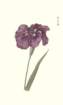 photo57_small.jpg