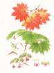 photo34_small.jpg