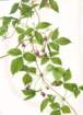 photo50_small.jpg
