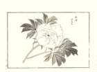photo38_small.jpg