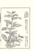 photo52_small.jpg