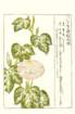 photo30_small.jpg