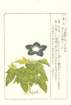 photo36_small.jpg