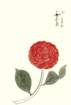 photo50_small.jpg