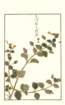 photo105_small.jpg