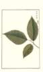 photo161_small.jpg
