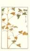 photo229_small.jpg