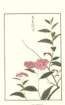 photo242_small.jpg