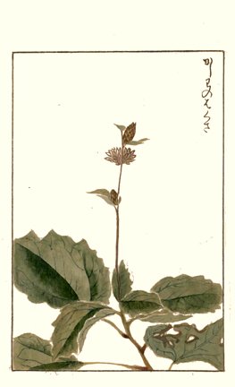 photo78.jpg