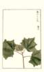 photo79_small.jpg