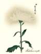 photo5_small.jpg
