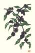 photo15_small.jpg