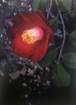 photo9_small.jpg