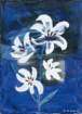 photo30_small.jpg