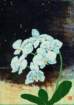 photo14_small.jpg