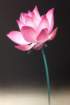 photo8_small.jpg