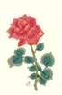 photo79_small.jpg